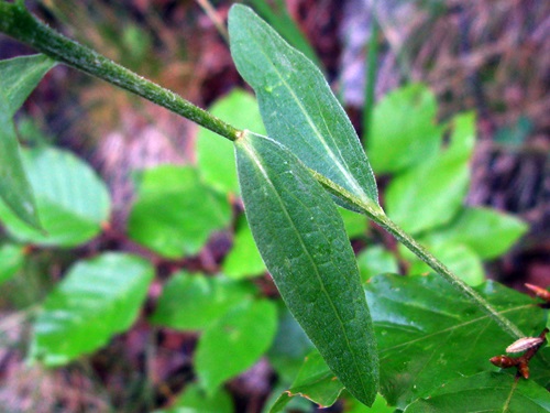 entaurea nigra 02b